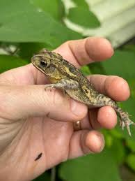 Image result for Toddaliopsis