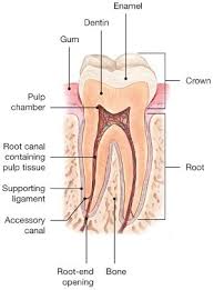 There could be a number of reasons why your tooth crown hurts. Root Canal Explained American Association Of Endodontists