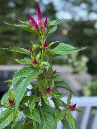 Image result for Celosia pandurata