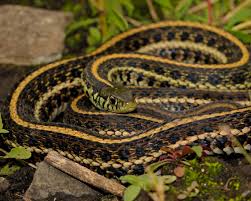 Found more often than not in the suburbs and towns of illinois, they eat. Plains Garter Snake Facts Diet Habitat Pictures On Animalia Bio