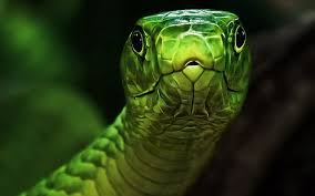 Maybe you would like to learn more about one of these? 43 Snake Wallpapers For Desktop On Wallpapersafari