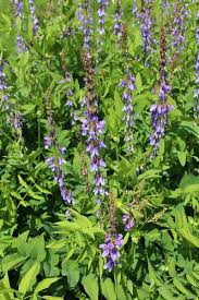 Image result for Rourea orientalis