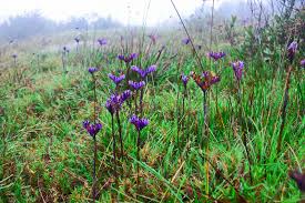 Image result for Burmannia