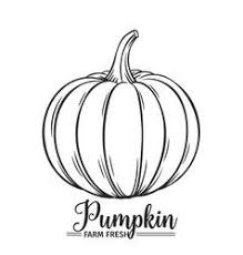 Hand Drawn Pumpkin Icon Vector Pumpkin Vector Pumpkin Drawing Pumpkin Pictures