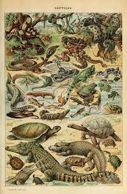Adolphe Millot Reptiles Pour Tous Jpg 2605 3964 Scientific Illustration Animal Posters Antique Illustration