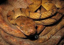 Boiga Cynodon Dog Tooth Cat Snake Dog Teeth Snake Borneo