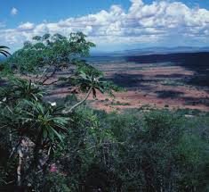 Image result for Triainolepis africana