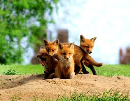 15 Adorable Photos Of Baby Foxes Canadian Geographic