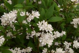 庭木図鑑 植木ペディア