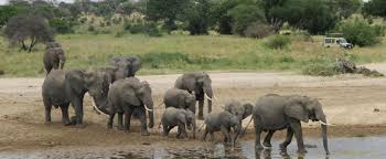 Али хасан мвиньи, владение 73 (p.o. Volunteer In Tanzania Projects Abroad