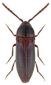 Black And White Striped Beetle California Epiphanis Cornutus Beetle Bugs And Insects Insects