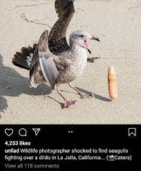 Seagulls fighting over a dildo.... : r/BrandNewSentence