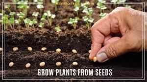 Easy House Plants To Grow From Seed