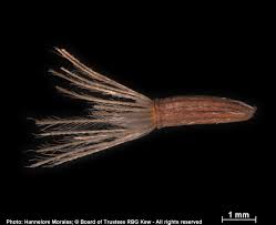 Image result for Pegolettia retrofracta