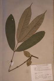 Image result for Anthonotha macrophylla