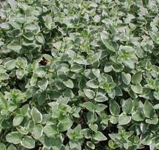 Image result for Vinca major