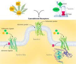 Structural Basis Of Signaling Of Cannabinoids Receptors Paving A Way For Rational Drug Design In Controling Mutiple Neurological And Immune Diseases Signal Transduction And Targeted Therapy