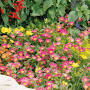 Profile Picture of How to Grow Portulaca (Moss Rose) - HGTVon Google