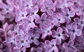 Neben nomi produkten auch viele weitere marken entdecken und online shoppen. Fiori Lilla Fiori Di Piante Caratteristiche Dei Fiori Di Lilla