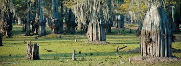 North louisiana's lake bistineau state park offers excellent freshwater fishing, hiking and equestrian trails with stables for overnight visitors. Lake Bistineau State Park Outdoorsy