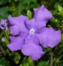 Image result for Brunfelsia pauciflora