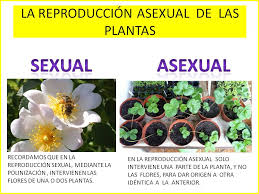 MY ENGLISH AND SCIENCE : REPRODUCCIÓN EN LAS PLANTAS (5º)
