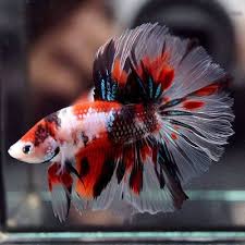 Live Betta Fish Fancy Super Red Koi Galaxy Rosetail Hm Male 325 Betta Fish Betta Koi