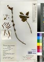 Image result for Anisotes