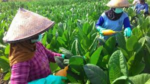 Petani Tembakau Temanggung Keberatan Tarif Cukai Naik Tribunnews Com Mobile