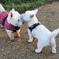 Autumn 2025 Wessex Westie Walk event image