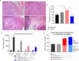 09 125 32 22, nyheter@hbl.fi. Frontiers Oncolytic Adenovirus Coding For A Variant Interleukin 2 Vil 2 Cytokine Re Programs The Tumor Microenvironment And Confers Enhanced Tumor Control Immunology