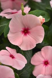 Image result for Catharanthus