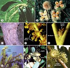 Image result for Myricaceae