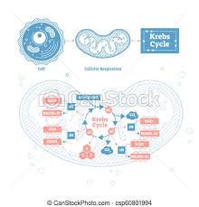 Krebs Cycle Vector Illustration Cellular Respiration Labeled Outline Scheme