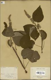 Image result for Croton macrostachyus