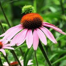 Check spelling or type a new query. 10 Low Maintenance Perennials Western Garden Centers
