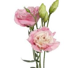 Freshest flowers, gift baskets and gifts delivered. May Flowers That Are In Season