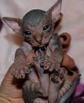 Dwelf Kittens For Sale In Virginia