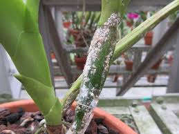 Image result for scale on plant