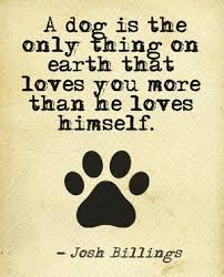 23 Amazing Quotes For Dog And Animal Lovers Petloverquotes Dogquotes Doglover Animallover Petquotes Dog Quotes Funny Dog Quotes I Love Dogs