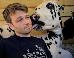 Why were cows not leaders in Animal Farm?