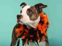 Adopt Cupcake A Boxer Mix Dog Hsmo In Stlouis Tuesdays Tails Boxer Dogs Funny Boxer Dogs Training Boxer Dogs