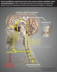 A given organ's tissues can be broadly categorized as parenchyma. When Persistent Post Concussion Syndrome Turns Into A Neurologic Mystery Caring Medical Florida