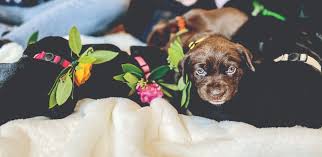 A colorado no kill puppy rescue saving puppies every day across the rocky mountain region. Saving One Lab At A Time Front Porch