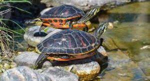 The other part of the day will be spent on land, basking in the sun to warm up, to absorb uvb light, and to dry out the skin and shell. How Long Can Turtles Go Without Water Clever Pet Owners