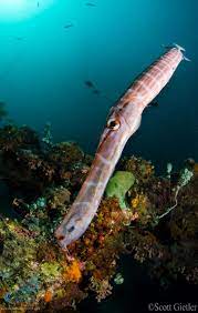 Trumpfish On A Wreck Anilao Fish Pet Cool Photos Pets