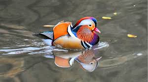 The mandarin duck is on the endangered species list. It S Back New York City S Rare Mandarin Duck Makes Grand Return To Central Park Abc7 New York