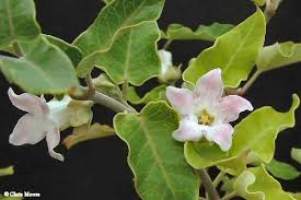 Image result for Aspidoglossum