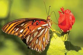 Adding a butterfly habitat to your garden is easy. Https Www Grit Com Departments Native Plants That Attract Butterflies Zmgz12jfznem