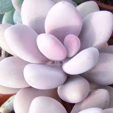 Moonstones Pachyphytum Succulents Pink Succulent Cacti And Succulents